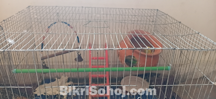 বাজিগর পাখি